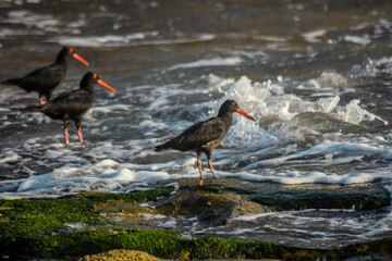 birds on the beach of south africa