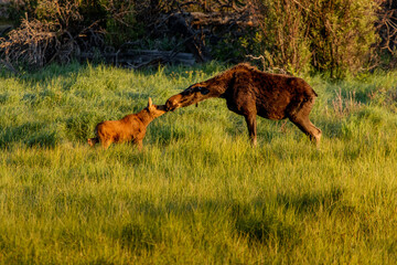 Mothers Love