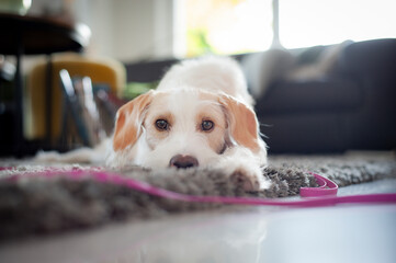 Der vorsichtige Hund
