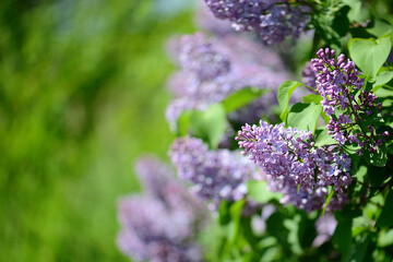 Obraz premium A beautiful branch of spring blooming lilac, a selective focus. A large lilac bush. Lilac shrub flowers in close-up. A bouquet of purple flowers. Flowers on lilac bushes in summer.
