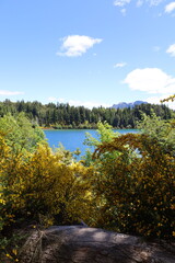Beautiful lake an pine trees on patagonia argentina