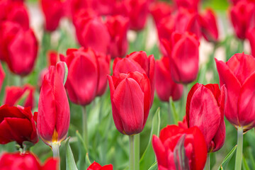 Red tulips flowers with green leaves blooming in a meadow, park, flowerbed outdoor. World Tulip Day. Tulips field, nature, spring, floral background.