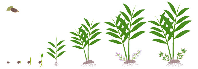 Cycle of growth of true cardamom elettaria cardamomum plant on a white. - obrazy, fototapety, plakaty