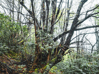 Aydınpınar waterfall, Bolu, Turkiye