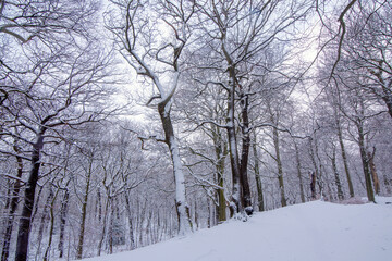 Fototapeta na wymiar White big tree in park in winter. White snow landscape.