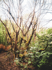 Aydınpınar waterfall, Bolu, Turkiye