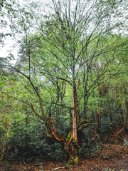 Aydınpınar waterfall, Bolu, Turkiye