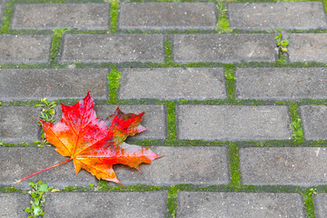 red maple leaf lies on the path in the park