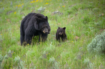 Black bear and her cub out for q walk in a field of wild flowers