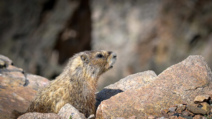 Naklejka na ściany i meble Profile of a Marmot posing on Granite Rocks.
