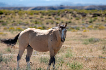 Wild Horse in the desert