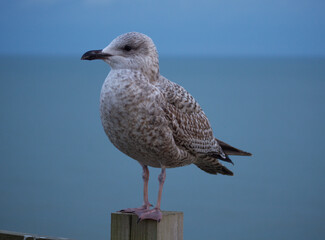 Obraz premium A Juvenile Seagull