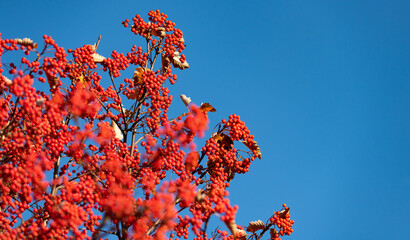 red autumn rowanberry branch. copy space with red autumn rowanberry. autumn season with rowanberry.