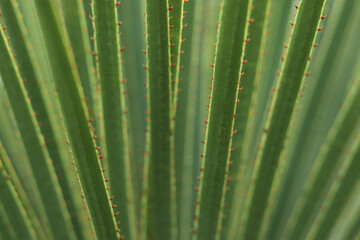 Green succulent texture. Tropical desert plant. Shrubs. Nature greenery background. Green pointed leaves. Texture of fresh leaves. Aloe plant. Landscape plant. Leaf texture background. Tropical Plant