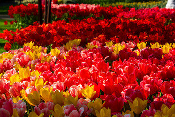 Beautiful red, pink and yellow tulips