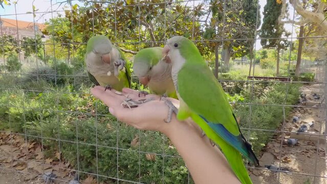 Monk parakeets (Myiopsitta monachus) sitting on sitting on a woman's hand and eating sunflower seeds in Citadel Park (Parc de la Ciutadella), Barcelona, Spain