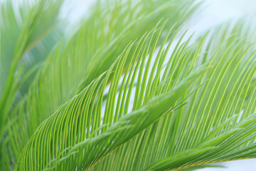 Tropical palm leaves. Floral background. Close up green palm leaf texture. Beautiful light shadow on a palm leaf. Leaf texture. Tropical plant branches on blurred  background. Striped palm foliage 