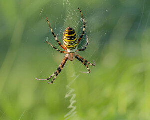 waspspider on a web