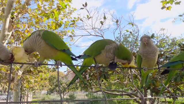 Panorama, Close-up of Monk parakeets (Myiopsitta monachus) sitting on fence and eating apples in Citadel Park (Parc de la Ciutadella), Barcelona, Spain