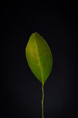 green sprout on black background. green leaf on black background, Orange Leaf in black bacground 