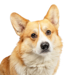 corgi dog isolated on white background