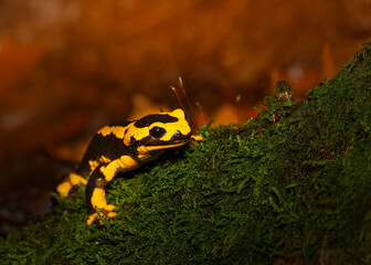 fire salamander on moss