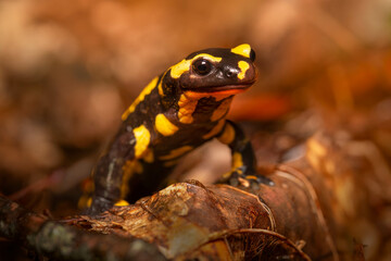 fire salamander in the forest