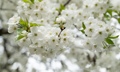 Obraz premium full bloom of spring blossom flower. spring flower blossom. spring blossom flower