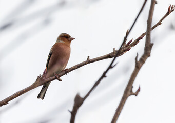 Chaffinch "Fringilla coelebs" bird, perched on winter branch with cold sky background. Dublin, Ireland