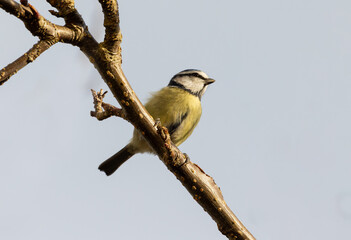 Eurasian blue tit 