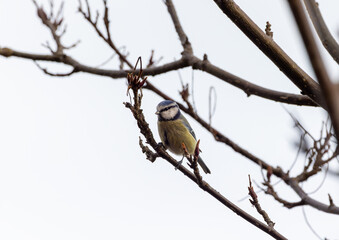 Eurasian blue tit "Cyanistes caeruleus" perched on branch with cold winter sky background. Close up of garden bird with blue and bright yellow feathers. Dublin, Ireland