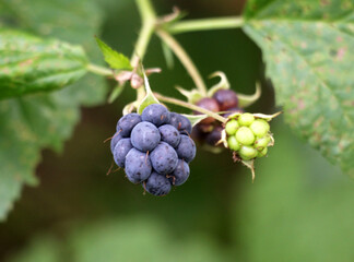 Berries ripen on a branch of common blackberry (Rubus caesius).