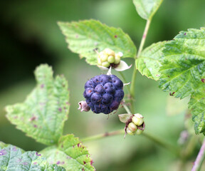 Berries ripen on a branch of common blackberry (Rubus caesius).