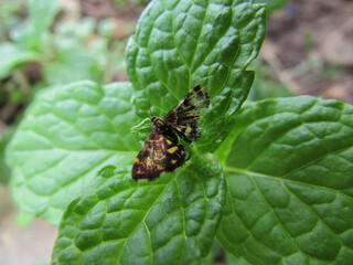 A small moth with its broken wing resting on a leaf