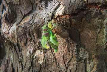 Fresh cicada deploying its wing after hatching - obrazy, fototapety, plakaty