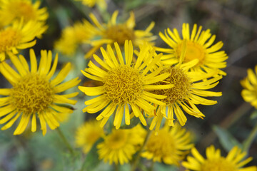 Inula blooms in the wild in summer.