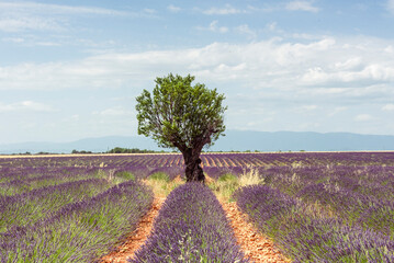 Lavender row leading to an almond tree