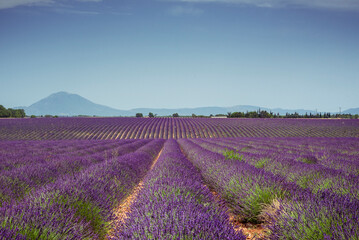 Lavender rows and mountains on Valensole plateau