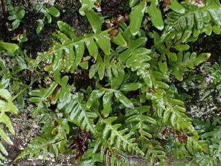 Fototapeta na wymiar Polypody ferns on a wall, United Kingdom