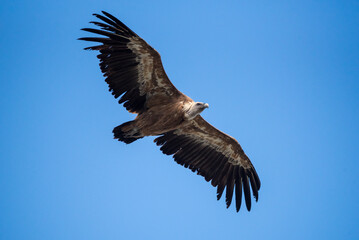 Vulture flying above the verdon canyon