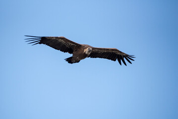 Vulture in the sky of the verdon canyon
