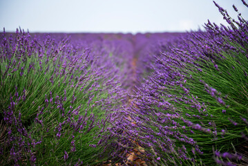 Close up view on a lavender row - obrazy, fototapety, plakaty