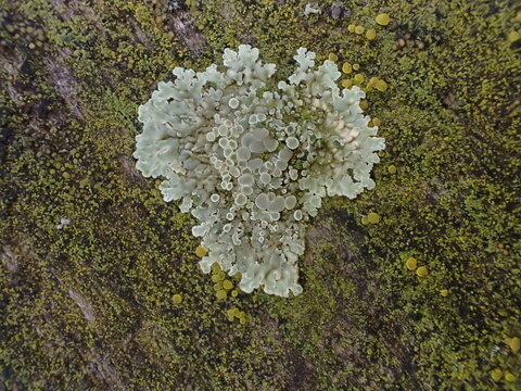 A Rim Lichen, Protoparmeliopsis muralis (aka Lecanora muralis