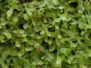 Forked Veilwort (Metzgeria furcata), a leafy liverwort found on tree bark