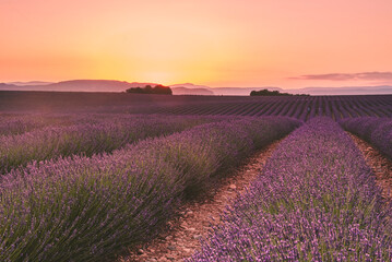 Provencal sunset at Valensole plateau on lavender field - obrazy, fototapety, plakaty