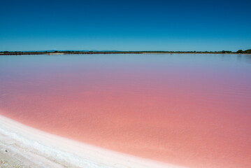 Pink salt pond ready for harvest