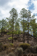 Pine trees on a mountain on Gran Ganaria island