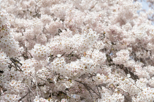 spring sakura cherry blooming on branch. photo of blooming sakura bloom.