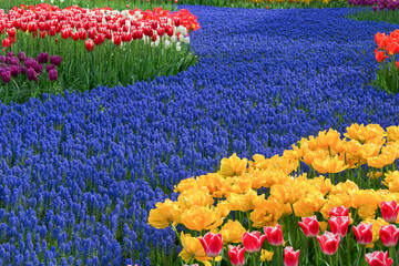 Spring background of purple muscari flowers, red, yellow, lilac, white and pink tulips in full bloom. Carpet of flowers. Keukenhof Park.