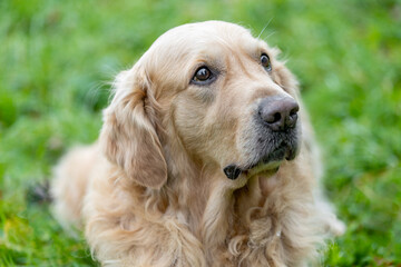 Portrait of lovely labrador retriever of a breed that predominantly with a yellow coat, dog animal concept
